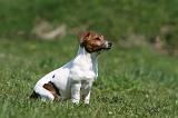 JACK RUSSEL 053